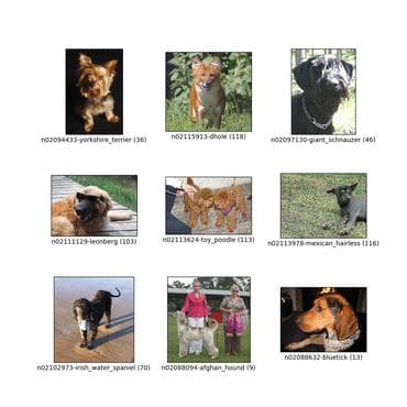 Stanford Dogs
